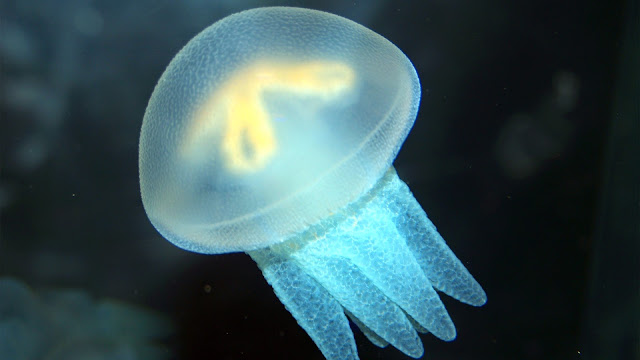 Jellyfish: Novo Rootkit pode afetar também o Linux
