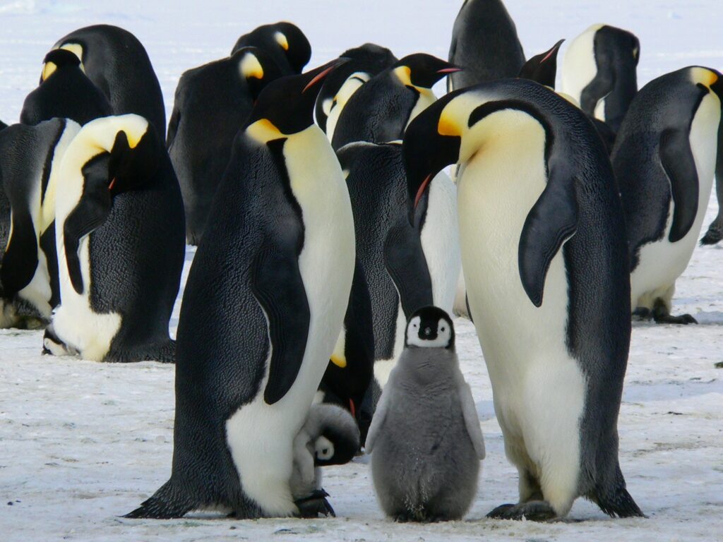 Comunidade Pinguim - Diolinux