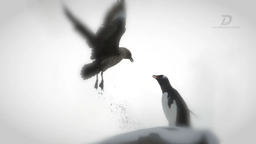 Um pinguim e uma gaivota